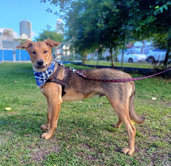 milton-para-adocao-adocao-doacao-cachorro-gato-0