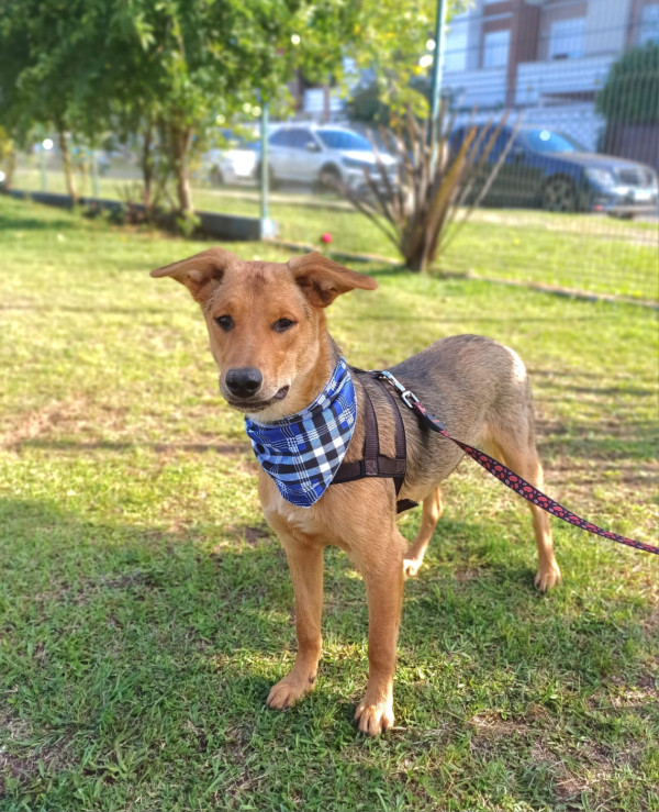 milton-para-adocao-adocao-doacao-cachorro-gato-4