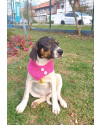 adelaide-para-adocao-small-1