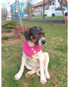 adelaide-para-adocao-small-3