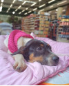 adelaide-para-adocao-small-4