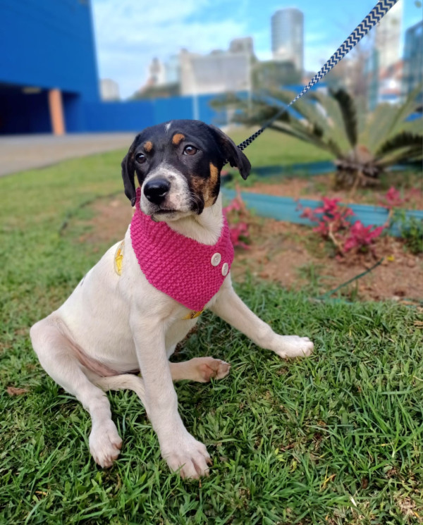 adelaide-para-adocao-adocao-doacao-cachorro-gato-0