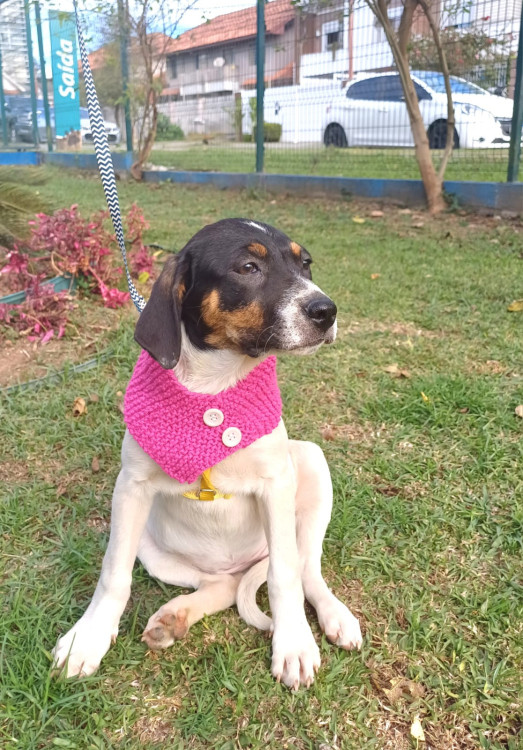 adelaide-para-adocao-adocao-doacao-cachorro-gato-1