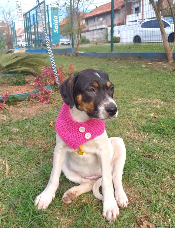 adelaide-para-adocao-adocao-doacao-cachorro-gato-3