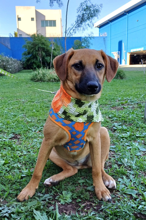 luiza-para-adocao-adocao-doacao-cachorro-gato-3