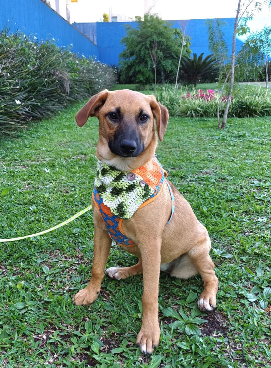 luiza-para-adocao-adocao-doacao-cachorro-gato-0