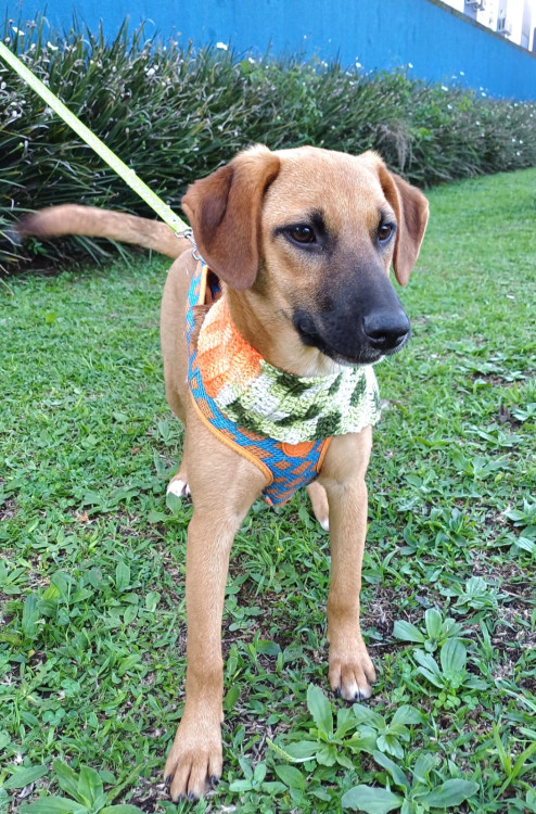 luiza-para-adocao-adocao-doacao-cachorro-gato-1