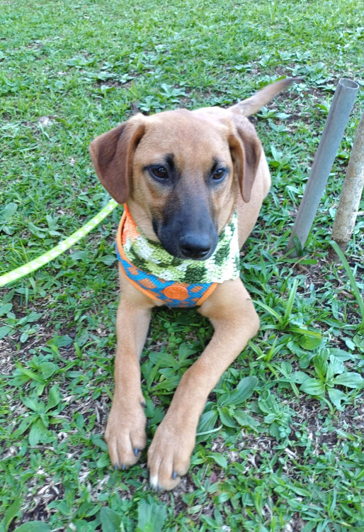 luiza-para-adocao-adocao-doacao-cachorro-gato-4