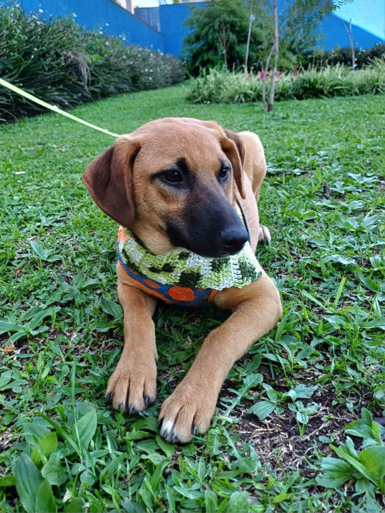 luiza-para-adocao-adocao-doacao-cachorro-gato-2