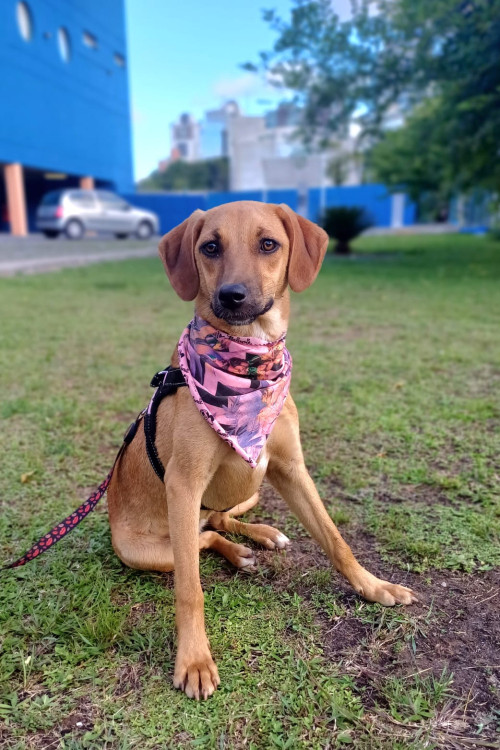 ludmila-para-adocao-adocao-doacao-cachorro-gato-2