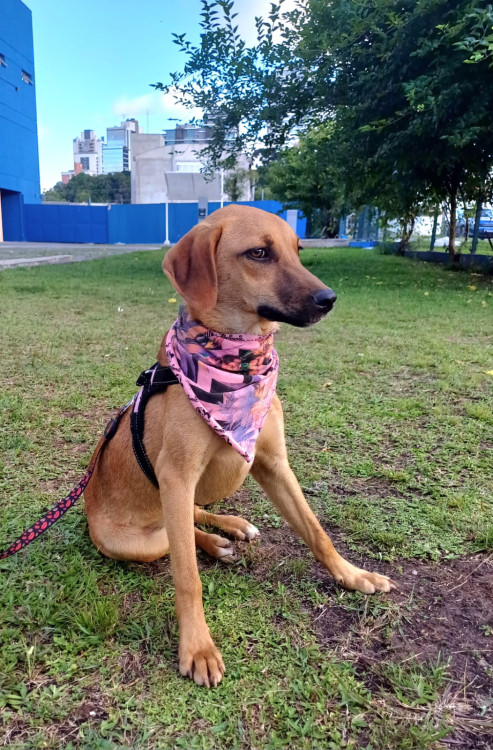 ludmila-para-adocao-adocao-doacao-cachorro-gato-3