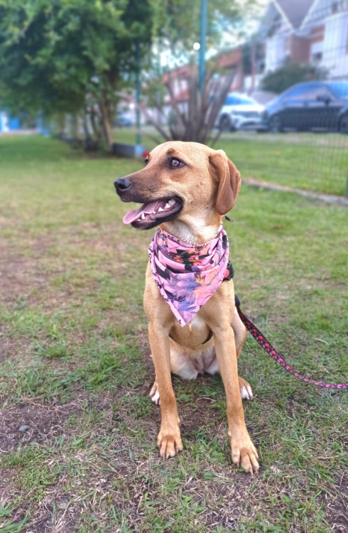 ludmila-para-adocao-adocao-doacao-cachorro-gato-0