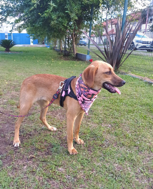 ludmila-para-adocao-adocao-doacao-cachorro-gato-4