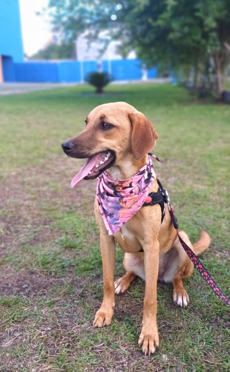 ludmila-para-adocao-adocao-doacao-cachorro-gato-1