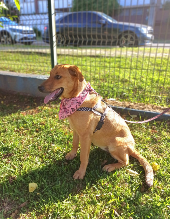 anita-para-adocao-adocao-doacao-cachorro-gato-2