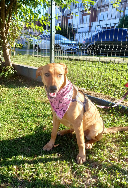 anita-para-adocao-adocao-doacao-cachorro-gato-3
