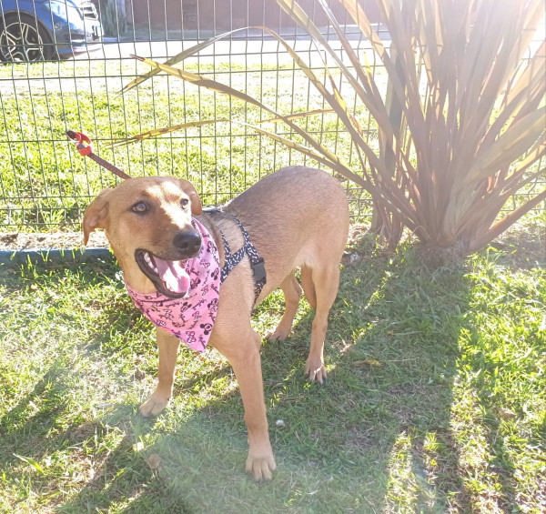 anita-para-adocao-adocao-doacao-cachorro-gato-4
