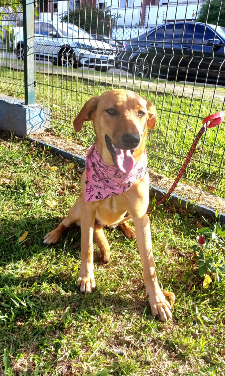 anita-para-adocao-adocao-doacao-cachorro-gato-0