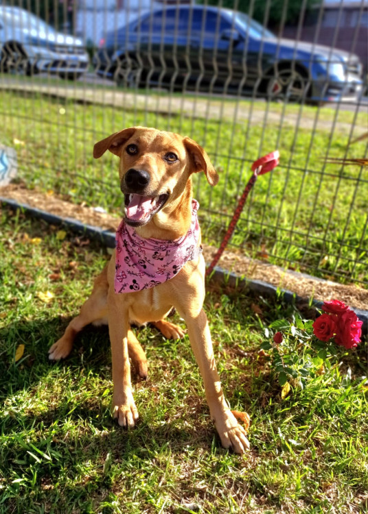 anita-para-adocao-adocao-doacao-cachorro-gato-1