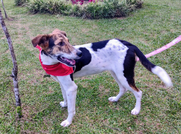 maya-para-adocao-adocao-doacao-cachorro-gato-3