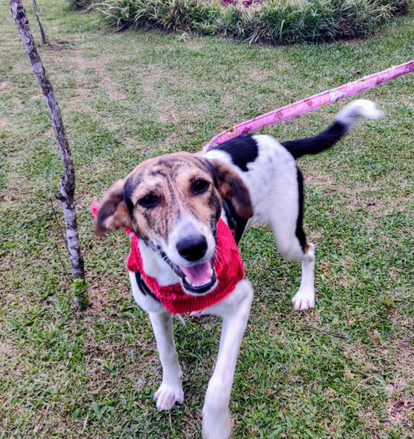 maya-para-adocao-adocao-doacao-cachorro-gato-4
