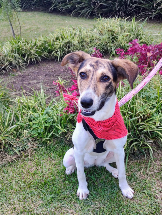 maya-para-adocao-adocao-doacao-cachorro-gato-1