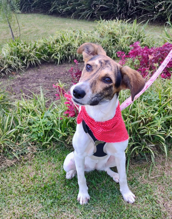 maya-para-adocao-adocao-doacao-cachorro-gato-5