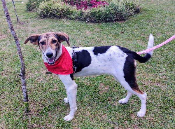 maya-para-adocao-adocao-doacao-cachorro-gato-2