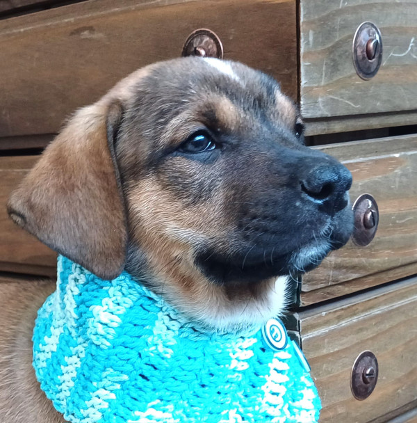 jeronimo-para-adocao-adocao-doacao-cachorro-gato-3
