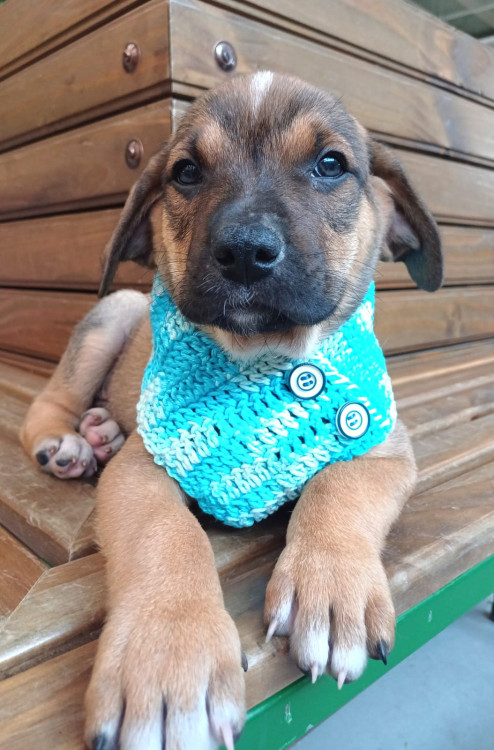jeronimo-para-adocao-adocao-doacao-cachorro-gato-0
