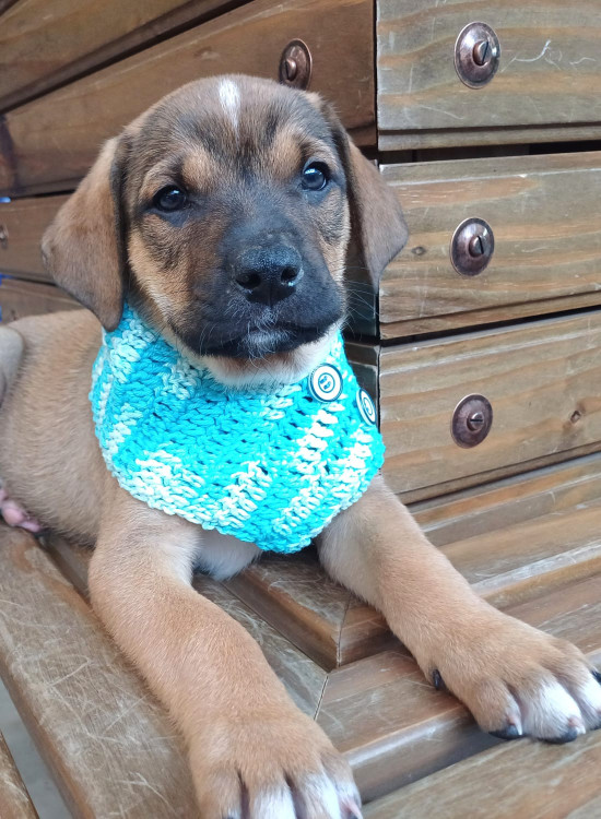 jeronimo-para-adocao-adocao-doacao-cachorro-gato-2