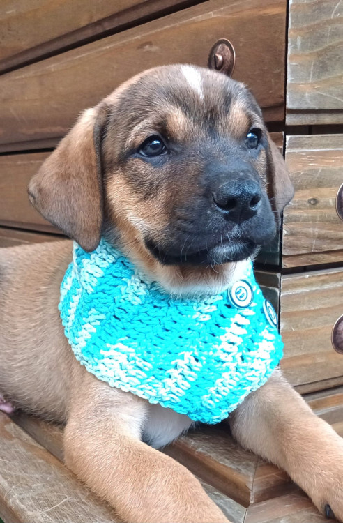 jeronimo-para-adocao-adocao-doacao-cachorro-gato-4