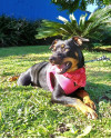 lolita-para-adocao-small-1
