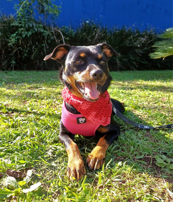 lolita-para-adocao-adocao-doacao-cachorro-gato-0