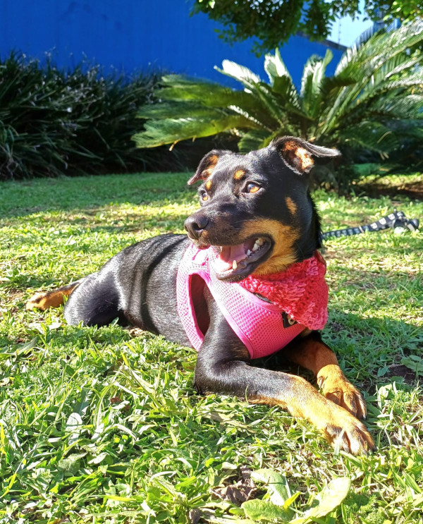 lolita-para-adocao-adocao-doacao-cachorro-gato-1