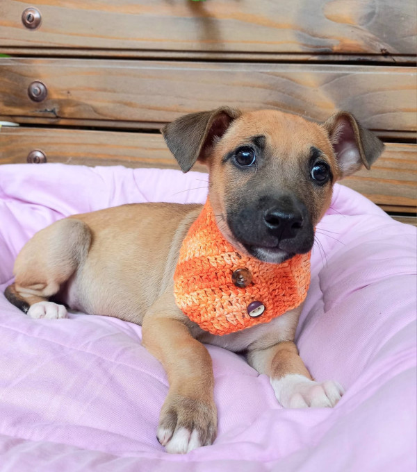 picole-para-adocao-adocao-doacao-cachorro-gato-1