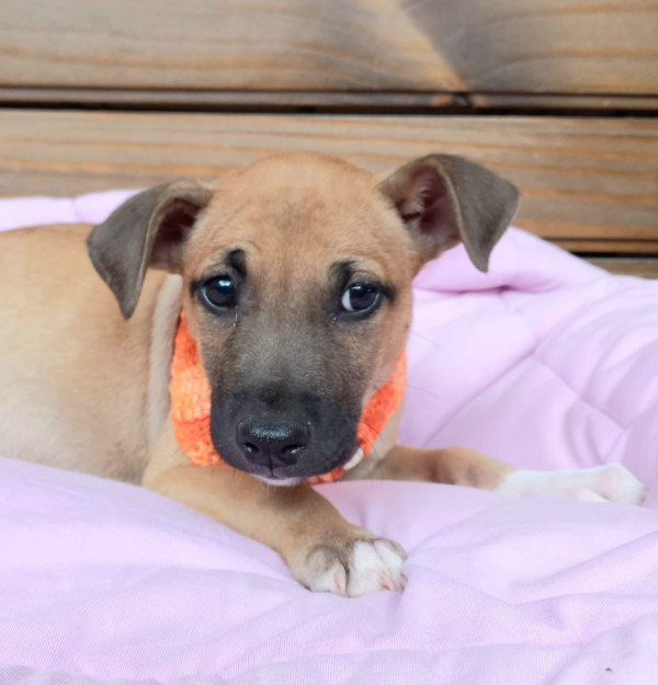 picole-para-adocao-adocao-doacao-cachorro-gato-3