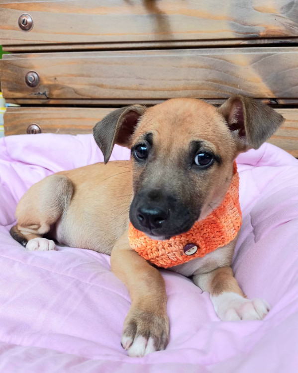 picole-para-adocao-adocao-doacao-cachorro-gato-2