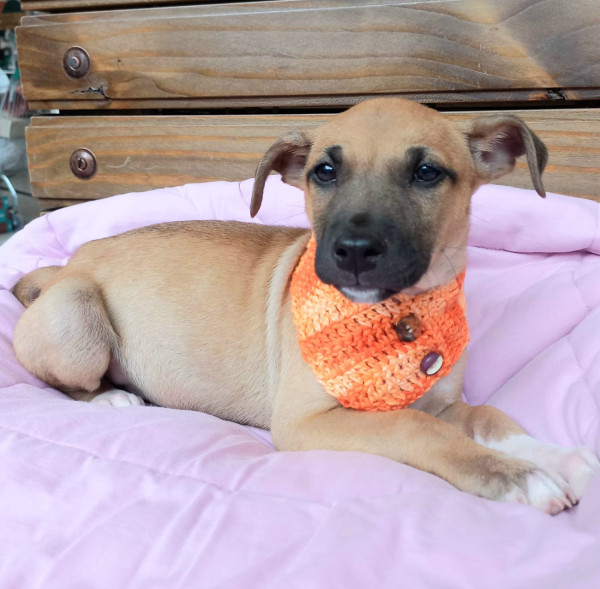 picole-para-adocao-adocao-doacao-cachorro-gato-0