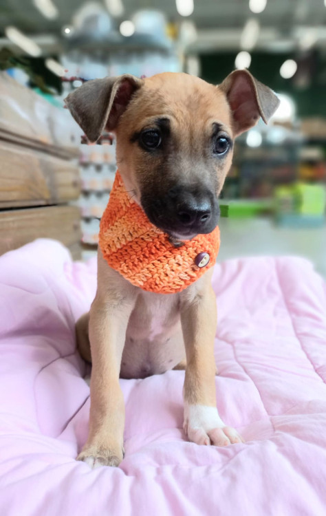 picole-para-adocao-adocao-doacao-cachorro-gato-4