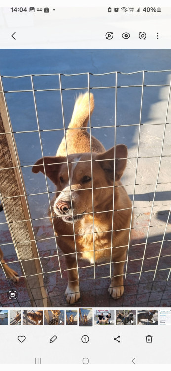 megui-adocao-responsavel-adocao-doacao-cachorro-gato-2