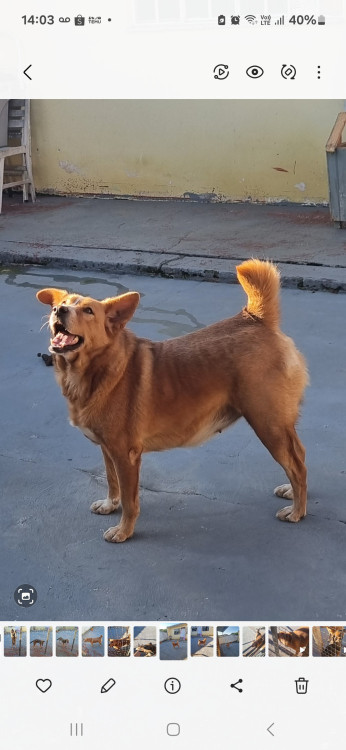 megui-adocao-responsavel-adocao-doacao-cachorro-gato-0