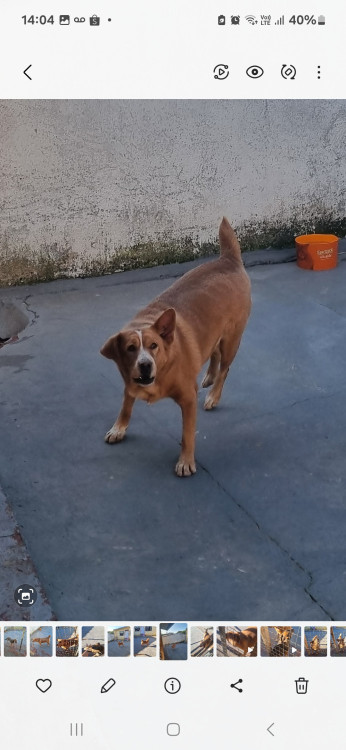 megui-adocao-responsavel-adocao-doacao-cachorro-gato-1