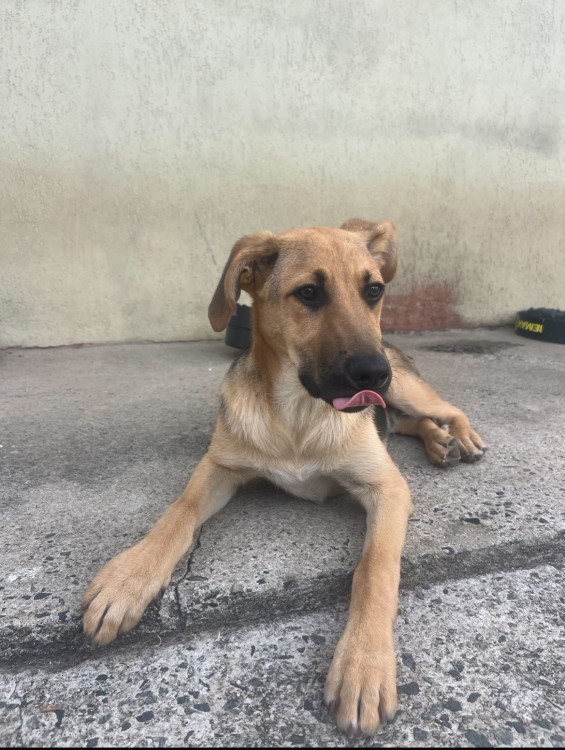 costelinha-procura-um-lar-adocao-doacao-cachorro-gato-2