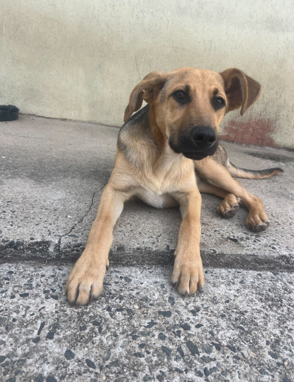 costelinha-procura-um-lar-adocao-doacao-cachorro-gato-3