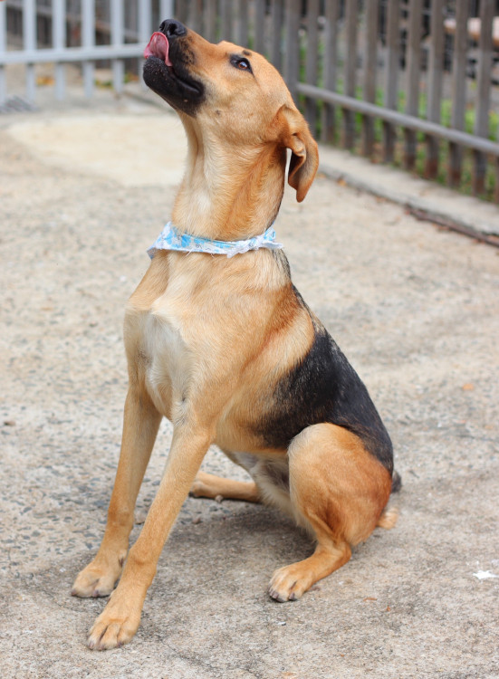 costelinha-procura-um-lar-adocao-doacao-cachorro-gato-0
